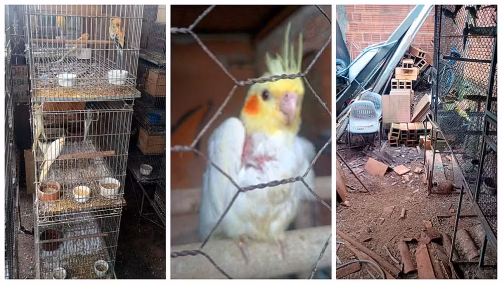 Homem é multado em R$ 540 mil após polícia resgatar 179 aves exóticas em casa no interior de SPFlagrante aconteceu em Pirassununga (SP) no sábado (13). Polícia Ambiental foi ao local após receber denúncia anônima.